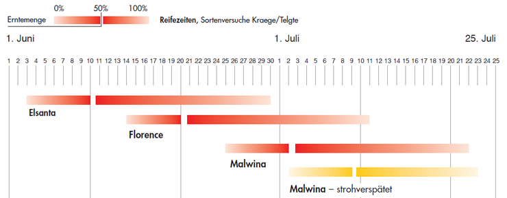 Reifezeiten der Erdbeer Malwina